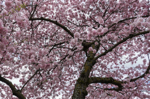 Cherry Blossoms, Portland Waterfront, Spring 2022