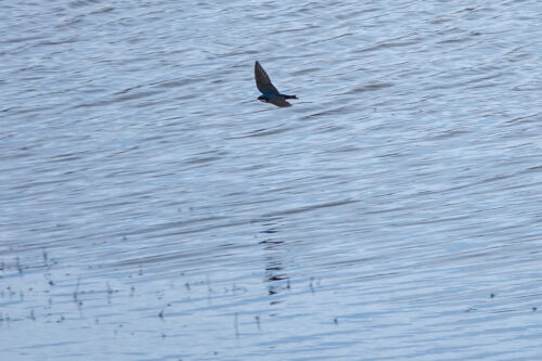 Tree Swallow