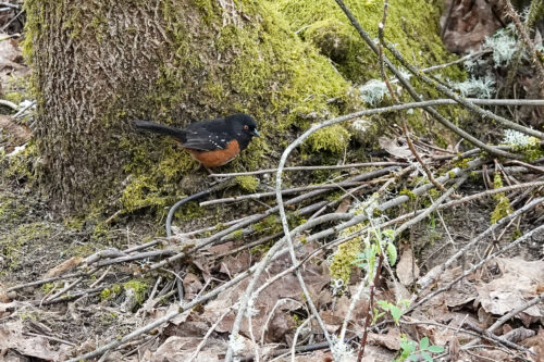 Spotted Towhee playing hide and sing