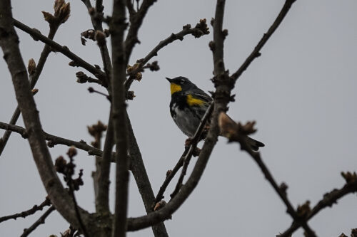 Yellow-rumped Warbler