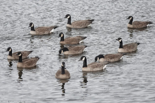 Geese on the water.