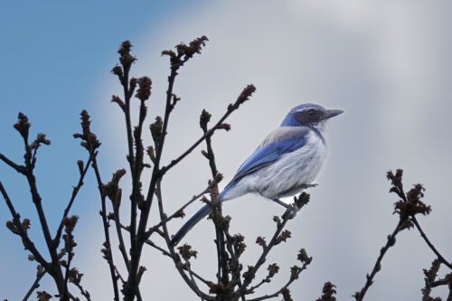 A California Scrub Jay hanging on to this spot in the breeze.