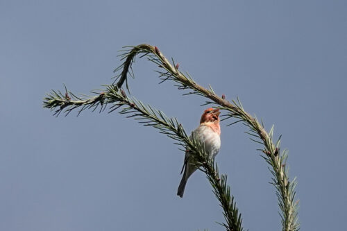We heard lots of Purple Finch songs, but it took us a while to find this singer.