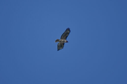 I’m thinking this might be a Red-tailed Hawk, from the lighter underbelly and the wing markings. On eBird, other birders at this park recently reported Coopers, Sharp-shinned, Red-shouldered, and Rough-legged hawks, so maybe there are a lot of different hawks in this area, or maybe everyone else has as hard a time with hawk ID at a distance as I do.