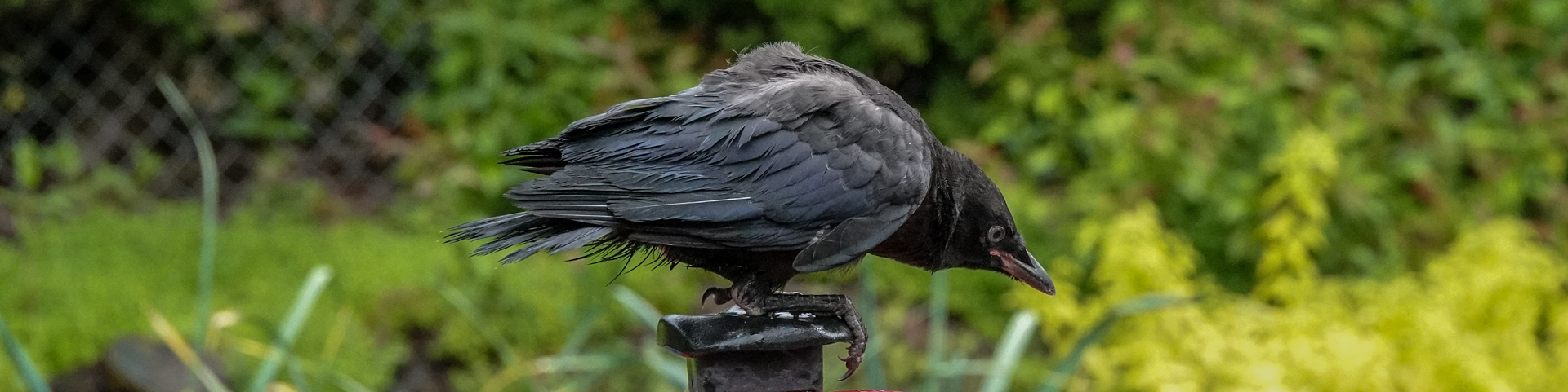 From the Archive: Backyard Fledgling Crow, 6/4/22