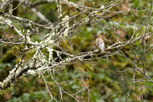 Cedar Waxwing