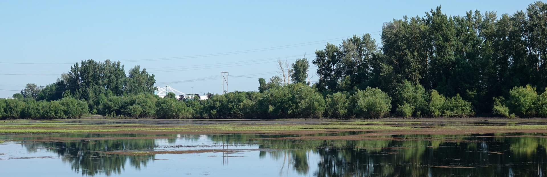 From the Archive: Urban Wetlands: Koll Center and Smith & Bybee Lakes, Summer 2022