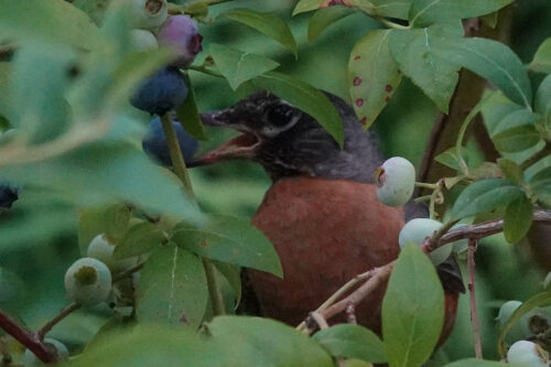 Here are a few photos from earlier in the week. Caught this Robin in the act.