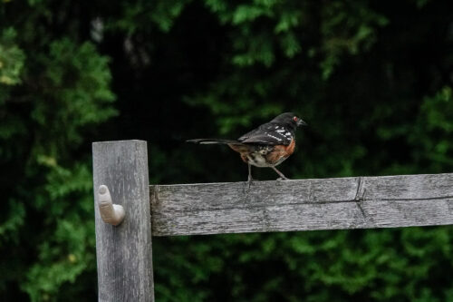 Another Towhee, leaving the scene.