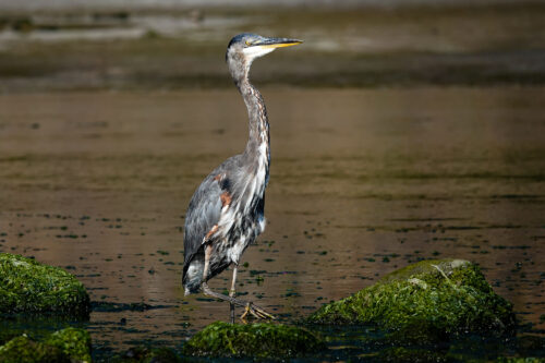 High-stepping Heron fishing for breakfast in the Neskowin Creek at low tide.