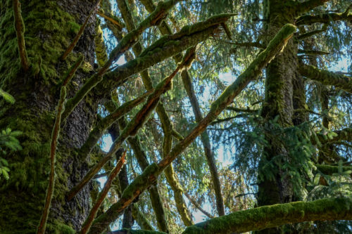 Heading up into Cascade Head Preserve.