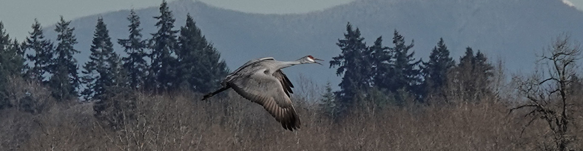 From the Archive: Sandhill Cranes and Ridgefield Wildlife Refuge, January 2022
