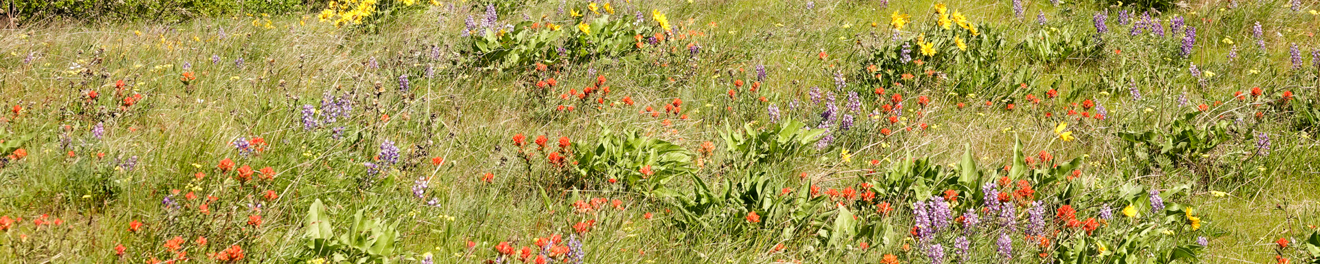 Wildflowers: Memaloose, Spring 2023