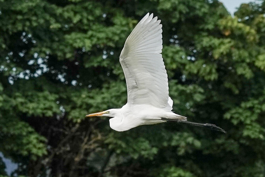 Great Egret in flight over Vanport Wetlands
