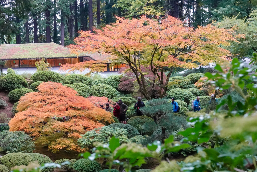 "The Tree" and the line of photographers, Japanese Garden, 11/1/23