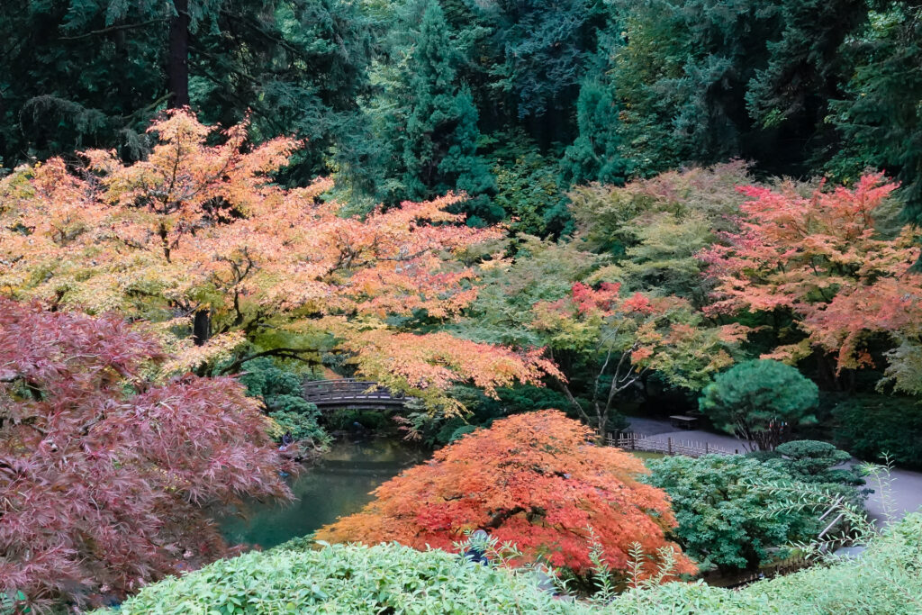 Japanese Garden Fall Colors, 2023