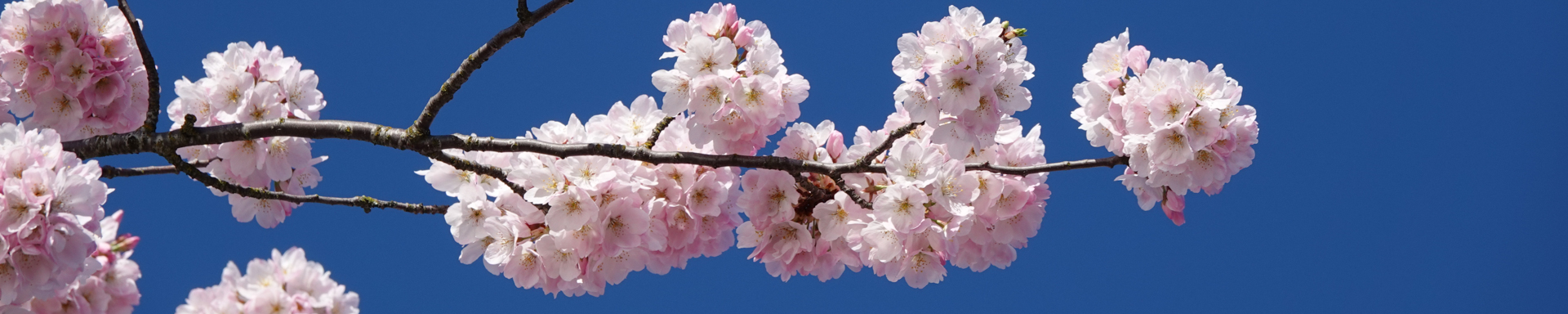Cherry Blossoms, Spring 2024