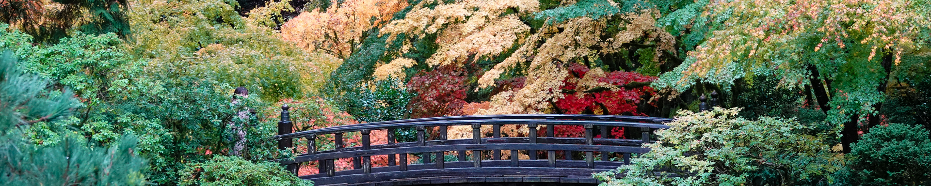 Japanese Garden Fall Colors 2024