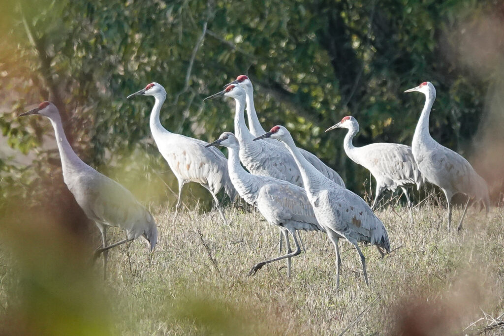 Sandhill Crane at their grazing area in the Vancouver Lake Lowlands.