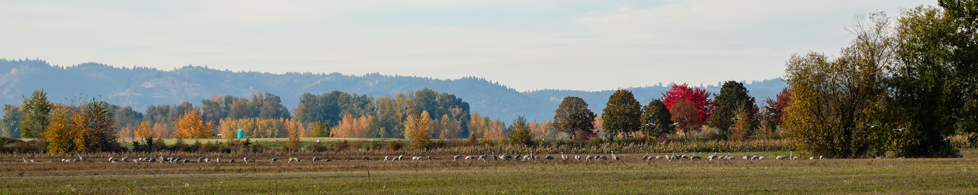 Sandhill Cranes, November 2024