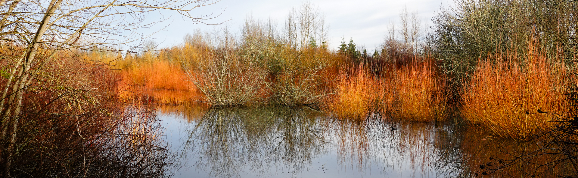 A Great Heron Day at Fernhill Wetlands and Beaverton Creek, January 2025