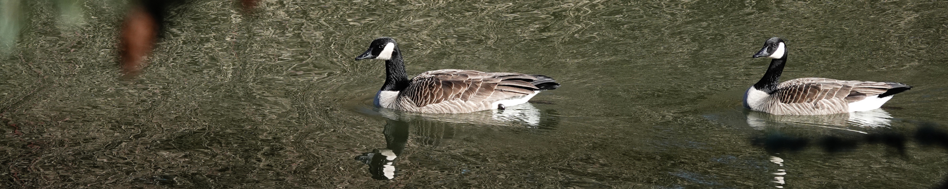 Tualatin NWR, January 2025