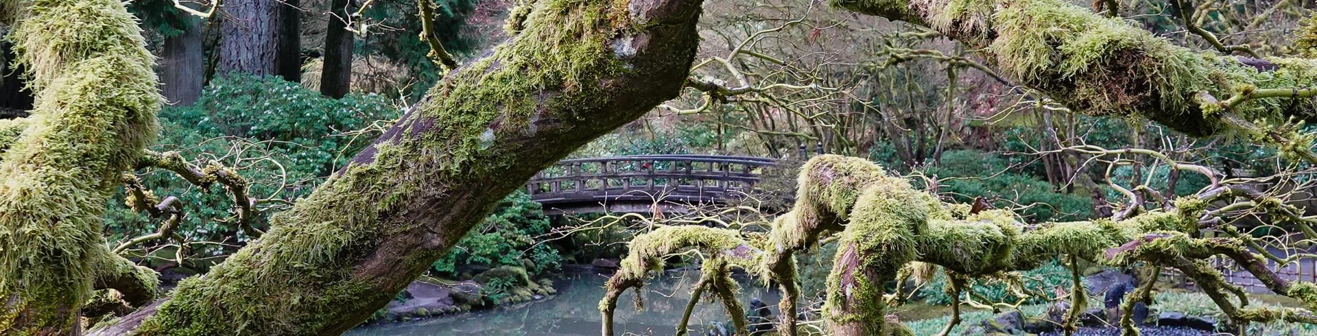 Spring 2025: Japanese Garden and Cherry Blossoms