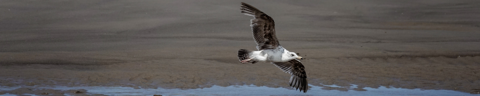 Manzanita, June 2025