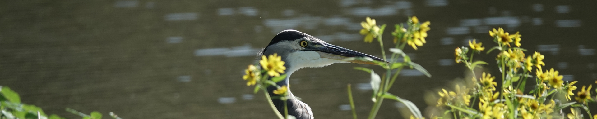 Koll Center Wetlands, Fall 2025