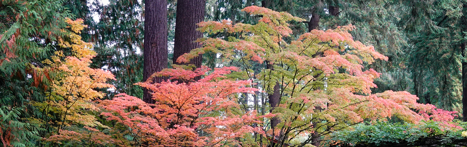 Fall Colors 2025