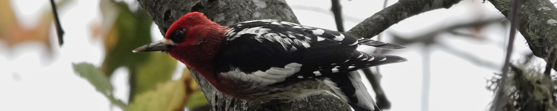 Finley National Wildlife Reserve, November 2025