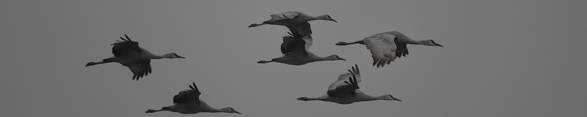 Sandhill Cranes, Fall 2025