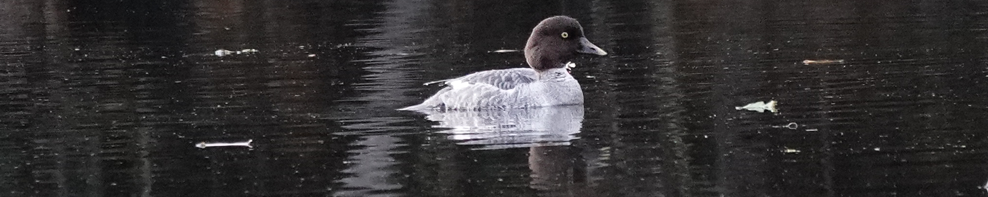 Whitaker Pond, December 2025