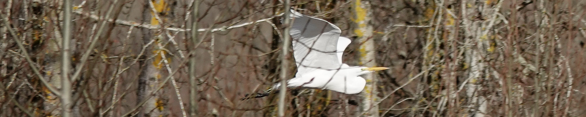 Sauvie Island, January 2026