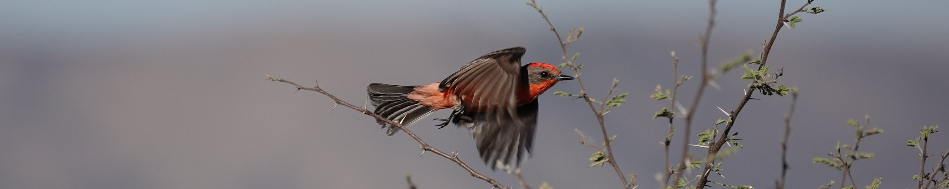 Guanajuato Mexico, Spring 2026, Part 1: Birds!
