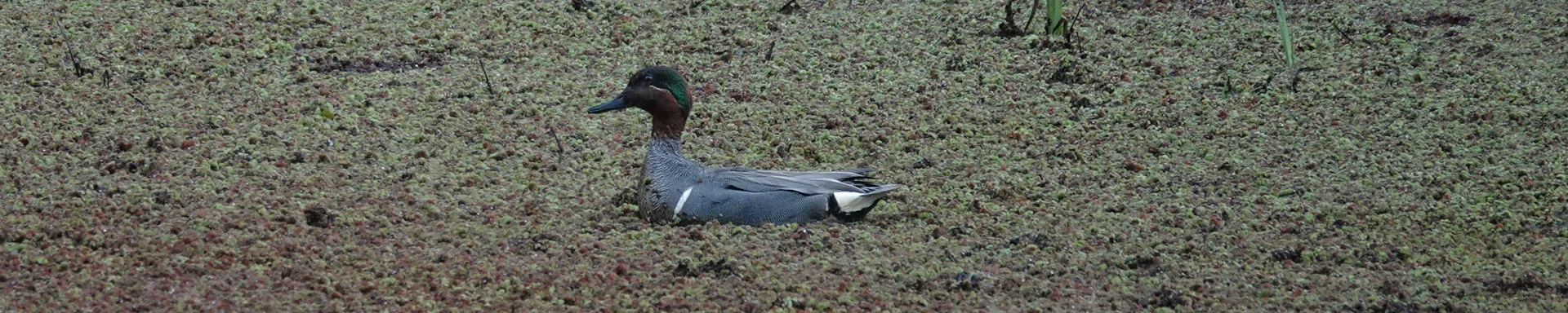 Smith & Bybee Wetlands, Spring 2026