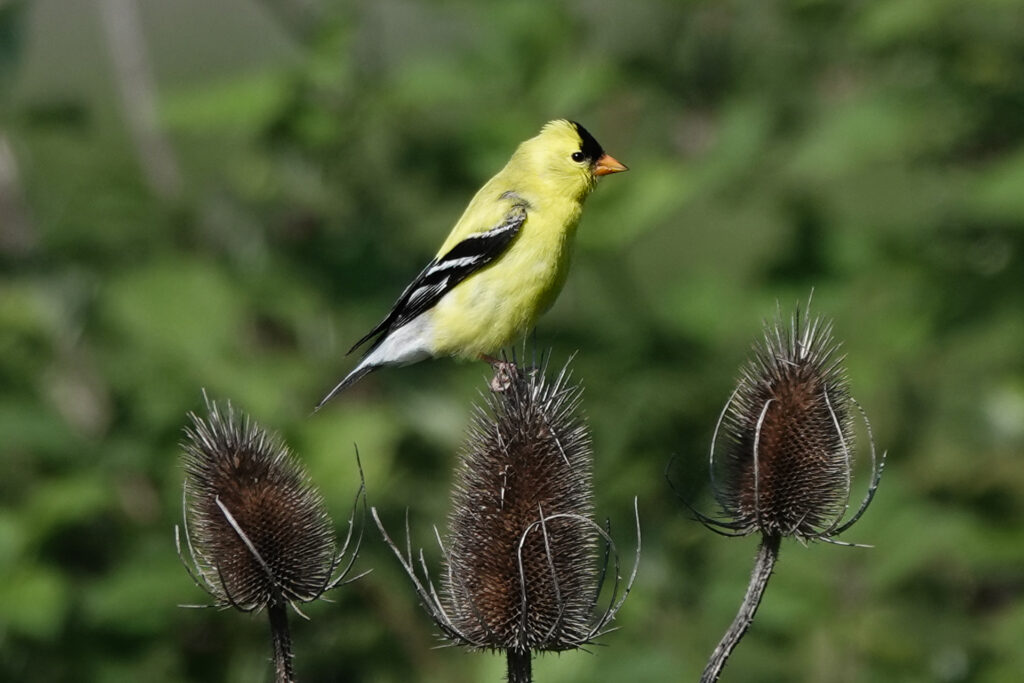 American Goldfinch posing on some teasel