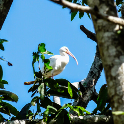 Mexico, Winter 2017: Ibis