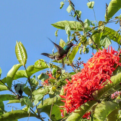 Mexico, 2018: Colibrí Piquiancho — Broad-billed hummingbird