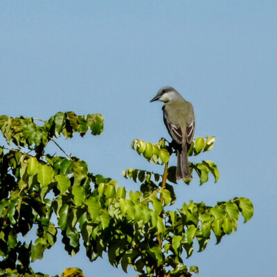 Mexico Winter 2017: perhaps a Mosquero - Flycatcher