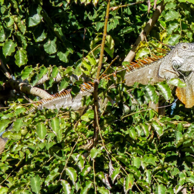 Iguana, Lo De Marcos, Mexico, 2018