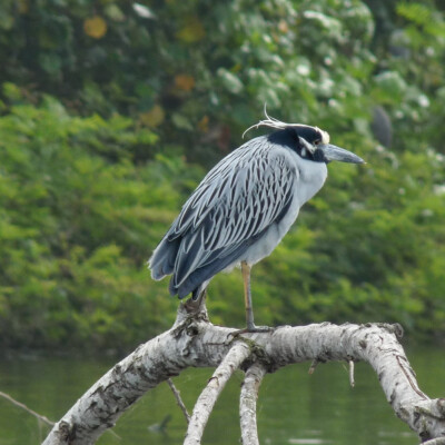 Mexico 2018: Garza-nocturna coroniclara - yellow-crowned night heron