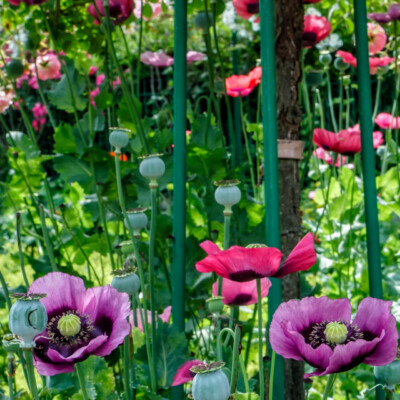 Monet's garden in Giverny, France