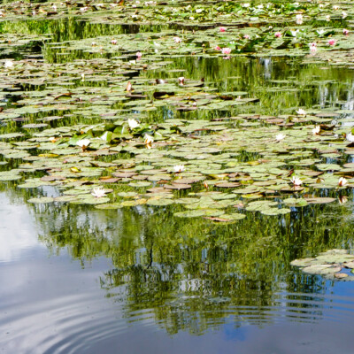 Monet's garden in Giverny, France