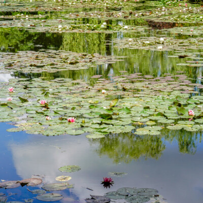 Monet's garden in Giverny, France