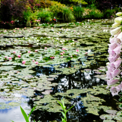 Monet's garden in Giverny, France