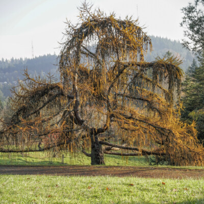 Hoyt Arboretum, Fall 2020