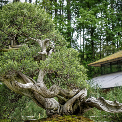 Portland Japanese Garden, Spring 2021