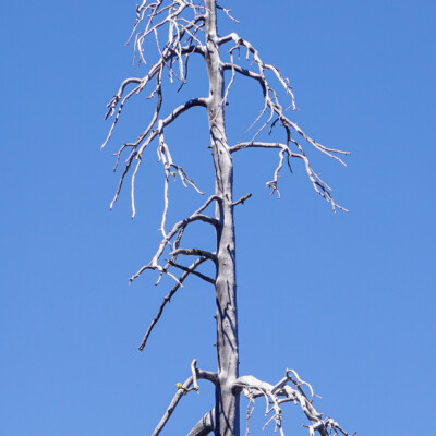 Atkeson Trail, Summer 2021