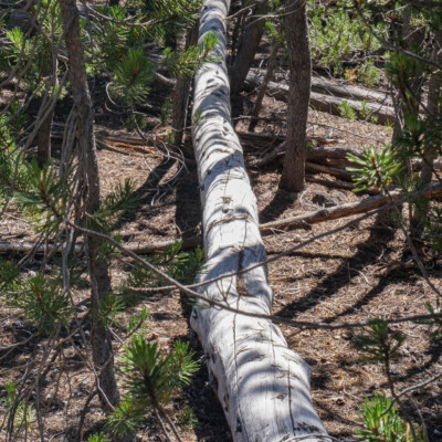 Atkeson Trail, Summer 2021